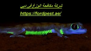 [صورة: %D8%B4%D8%B1%D9%83%D8%A9-%D9%85%D9%83%D8...00x169.jpg]