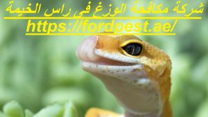 [صورة: %D8%B4%D8%B1%D9%83%D8%A9-%D9%85%D9%83%D8...00x169.jpg]