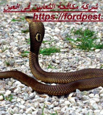 شركة مكافحة الثعابين فى العين