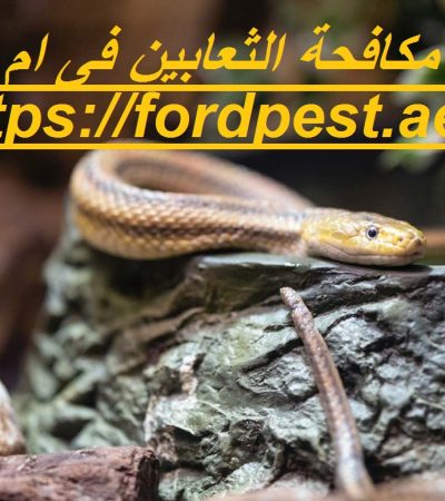 شركة مكافحة الثعابين فى ام القيوين