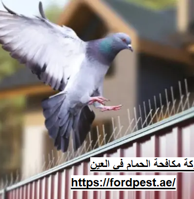 شركة مكافحة الحمام في العين
