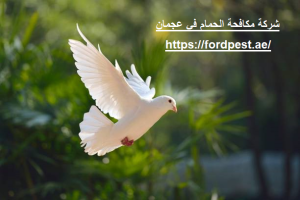 شركة مكافحة الحمام في عجمان