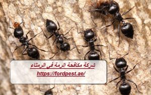 شركة مكافحة الرمة في الرمثاء