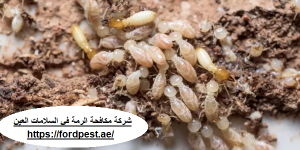 شركة مكافحة الرمة في السلامات العين