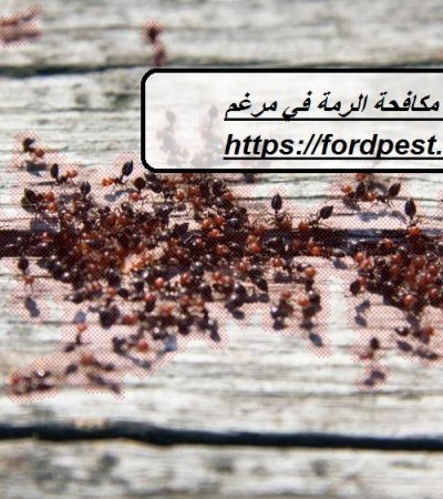 شركة مكافحة الرمة في مرغم