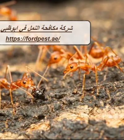 شركة مكافحة النمل في ابوظبي