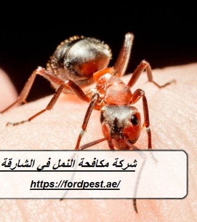 شركة مكافحة النمل في الشارقة