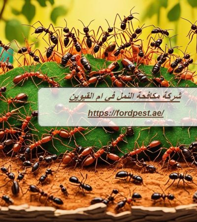شركة مكافحة النمل في ام القيوين