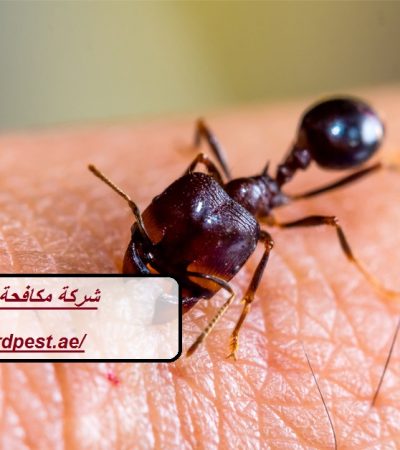 شركة مكافحة النمل في دبي
