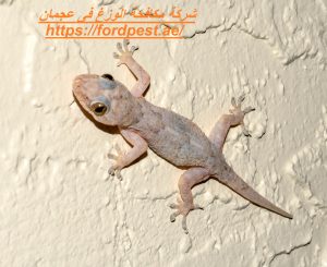 شركة مكافحة الوزغ فى عجمان