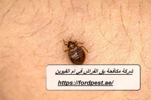 شركة مكافحة بق الفراش في ام القيوين