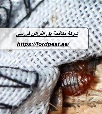 شركة مكافحة بق الفراش في دبي