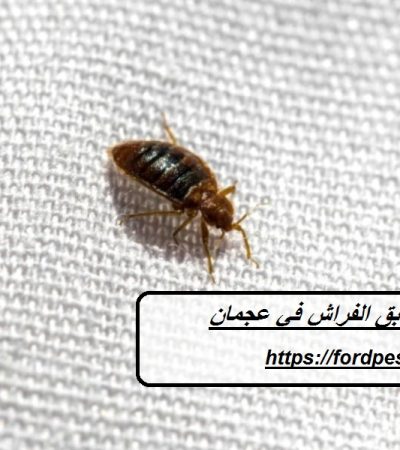 شركة مكافحة بق الفراش في عجمان