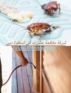 شركة مكافحة حشرات في السطوة دبي