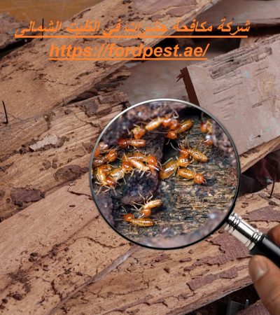 شركة مكافحة حشرات في الظيت الشمالى