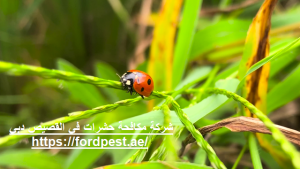 شركة مكافحة حشرات في القصيص دبي