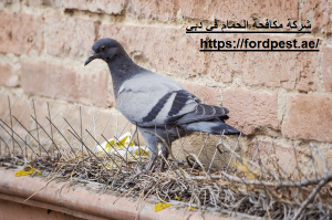 شركة مكافحة الحمام في دبي