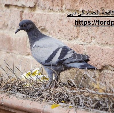 شركة مكافحة الحمام في دبي